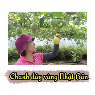 Cây Giống Chanh Leo Vàng Nhật