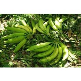 Cây Giống Chuối Tá Quạ Cấy Mô (Giống Cây Siêu Tốt Chuẩn F1)