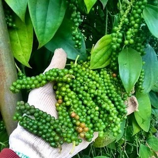 Cobom 5 cây giống Tiêu Vĩnh Linh