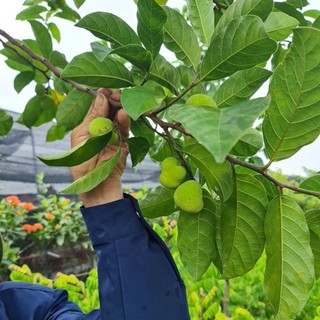 Cây giống chay ruột đỏ (Giống Cây Siêu Tốt Chuẩn F1)
