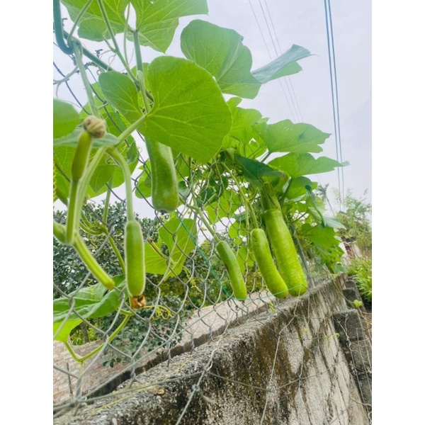 Hạt giống bầu sao lai f1