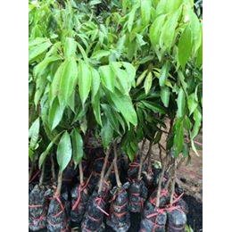 CÂY GIỐNG VẢI KHÔNG HẠT (Giống Cây Siêu Tốt Chuẩn F1)