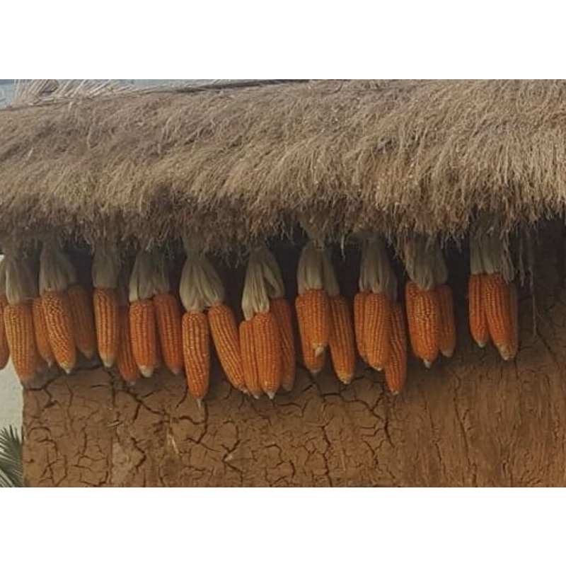 Ngô bắp trang trí/ Ngô nguyên bắp