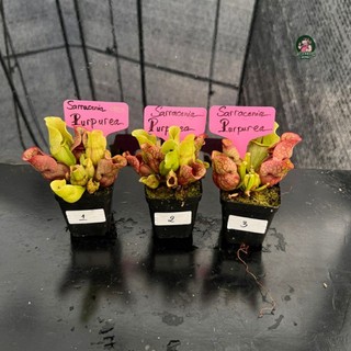 Tổng hợp Cây Hố Bẫy Sarracenia P1 Của Hắc Tê Exotic Garden