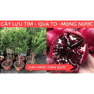 Giống cây lựu quả tím - lựu đen