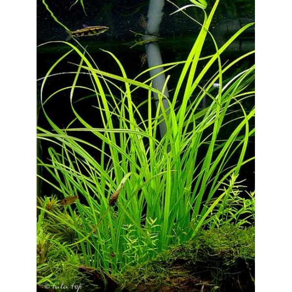cỏ cọp cây thủy sinh