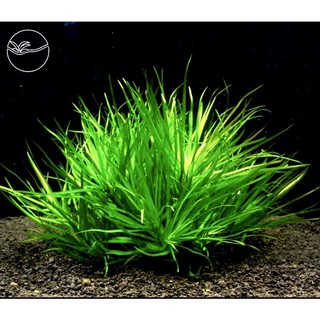 Blyxa japonica - cây cỏ nhật - cây thuỷ sinh