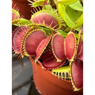Cây bắt mồi,cây bẫy kẹp venus flytrap