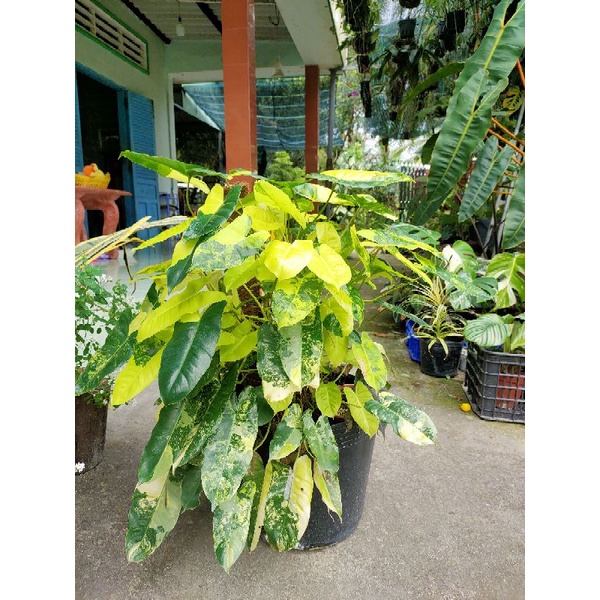 Cây trầu tỉ phú var