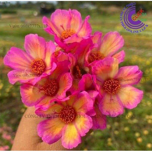 Cành Giống Hoa Sam Thái Hoa Mười Giờ Sam Chuông Hồng 190 SHOP 0817774747