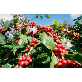 Cây Cà Phê ARABICA  (Giống Cây Siêu Tốt Chuẩn F1)