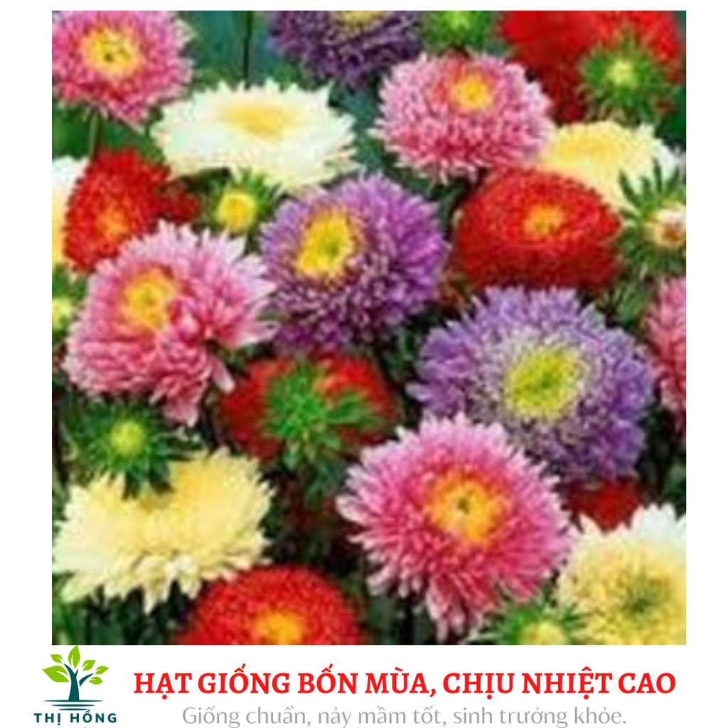 Hạt giống hoa cúc các loại (trồng quanh năm, dễ chăm sóc)
