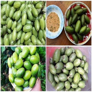 cây giống nhót chua (chuẩn giống cây trồng)