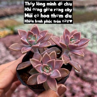 cây sen đá Đá Tím giống mới siêu hot THUANPHAT GARDEN size bầu 4-4,5cm, siêu đẹp, lỗi 1 đổi 1