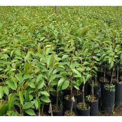 Giống Cây Sầu Riêng mini Thái Lan (giống ghép 18 tháng cho trái)