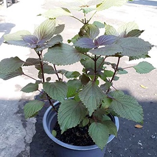 #Hạt_Giống_Tía_Tô