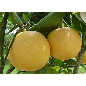 Cây bưởi diễn choai - hàng chuẩn.