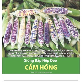 Hạt giống bắp nếp dẻo cẩm hồng 5gr