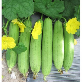 #Hạt_Giống_Mướp_Hương Cao Sản F1, Siêu Sai Quả.