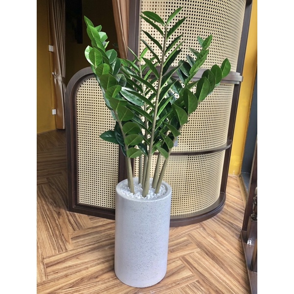 cây kim tiền giả 90cm