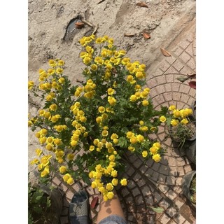 Cây cúc cổ trà hoặc cây trà cúc hoa làm trà