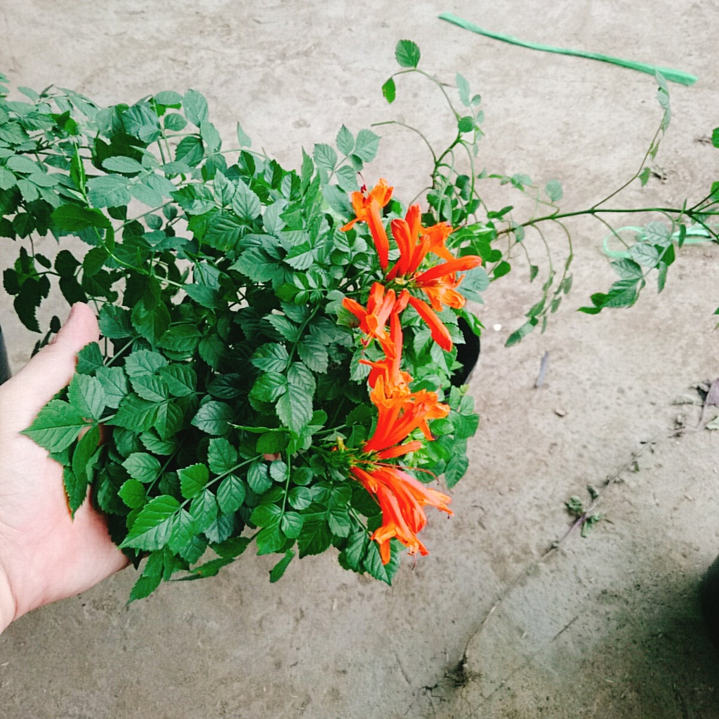 Cây rạng đông  - cây cảnh đẹp mau phát triển