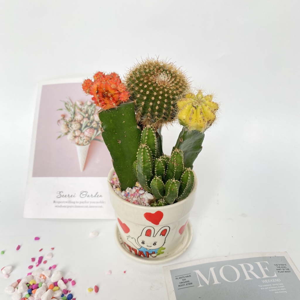 Cây xương rồng mix các loại  bắt mắt dễ dàng chăm sóc thích hợp trang trí cảnh quan bàn làm việc