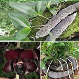 Phân Dê Túi Lưới Bón Lan 10CM Đã Xử Lý