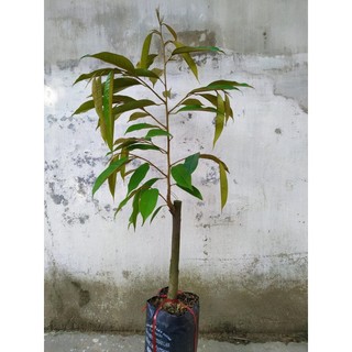Cây giống Sầu Riêng Dona ghép giống chuẩn .