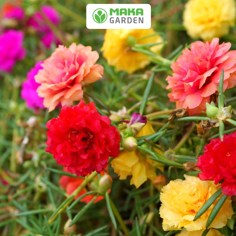 Hạt giống hoa Mười Giờ nhiều màu Rado 810
