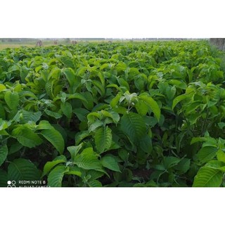 Chè Khổng Lồ Chăn Nuôi (15 Cây )