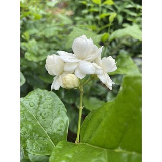Cây giống hoa lài ta (hoa dùng ướp trà rất thơm)