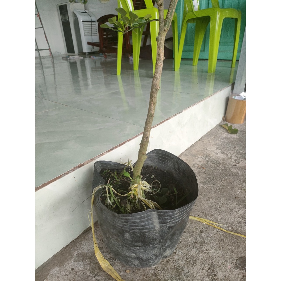 Cây 450k. Hàng xanh khoẻ, cây gần 3 năm, cao tầm 1,1m