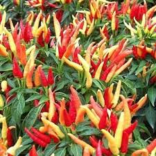 #Hạt_Giống_Ớt_Chỉ_Thiên (tặng kèm kích mầm + phân bón )