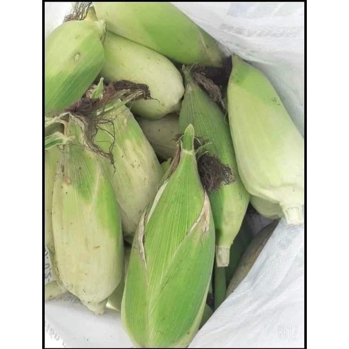HẠT GIỐNG NGÔ NẾP NÙ GÓI 15 GRAM