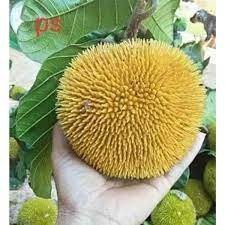 Cây giống mít ấn độ qủa nhỏ