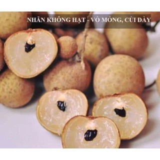 Cây giống nhãn không hạt Thái Lan (giống cây chất lượng)