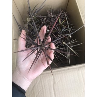 Gai bồ kết (gai chùm, gai phong thuỷ)