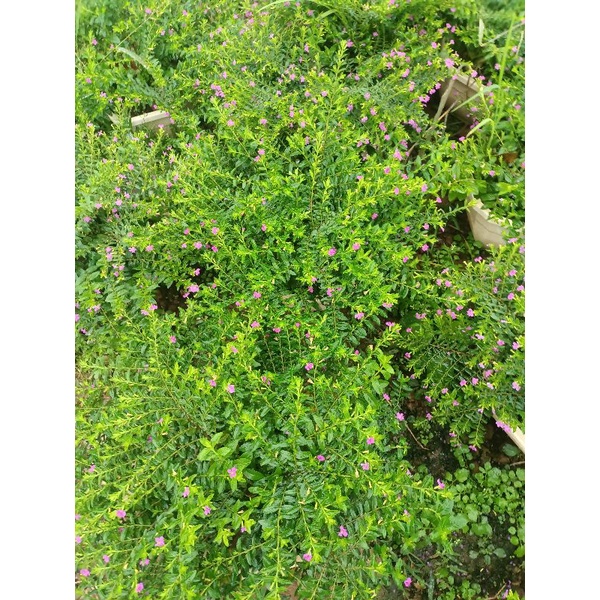 Hoa cẩm tú mai giỏ treo siêu đẹp