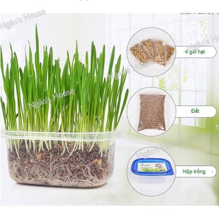 Hạt giống trồng cỏ mèo 100gr