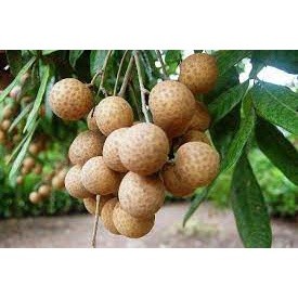 Cây giống Nhãn Không Hạt Thái Lan ( cây trồng siêu sớm + siêu trái)