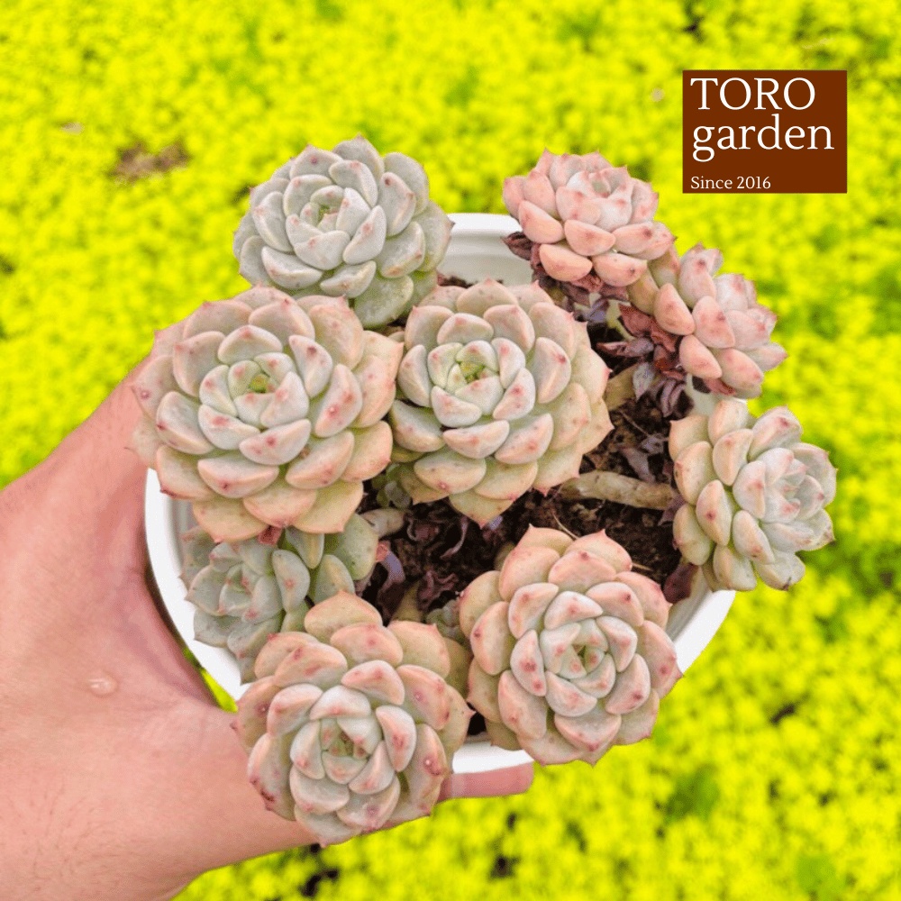 Sen đá diệp hà bụi cổ thụ Đà Lạt size trung bình cây cảnh trang trí nhà cửa Toro garden