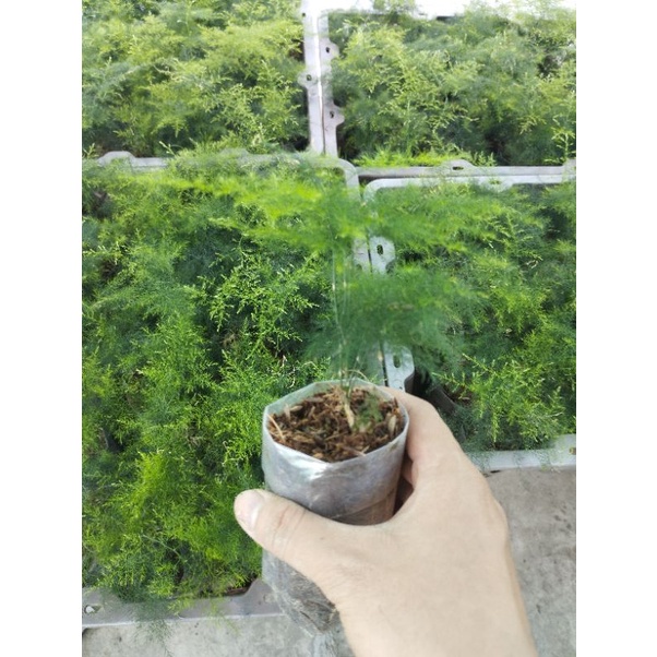 Kim thủy tùng mini