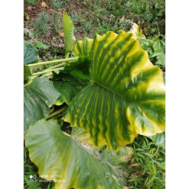 1 củ ráy lá tai voi to khủng