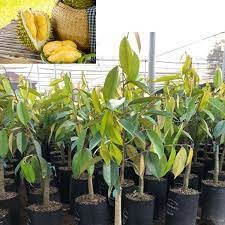 Cây giống sầu riêng thái coconut_toroto_dl