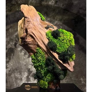 Keo dán rêu Dán lũa| Terrarium dán cây thuỷ sinh