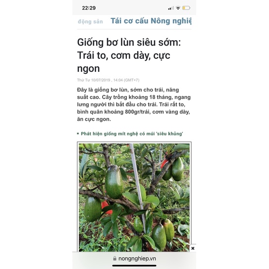 Cây bơ giống cho quả nhanh