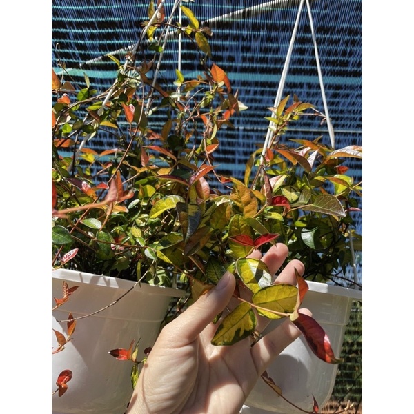 Chậu cứng thằn lằn var- thằn lằn ngũ sắc