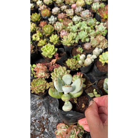 Cây sen sỏi tím🌵  [Chính hãng]⚡ [Ảnh thật] ❤  [FreeShip] 🍀 [Có sẵn]
