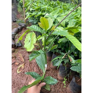 CÂY CÀ PHÊ GHÉP (Giống Cây Siêu Tốt Chuẩn F1)